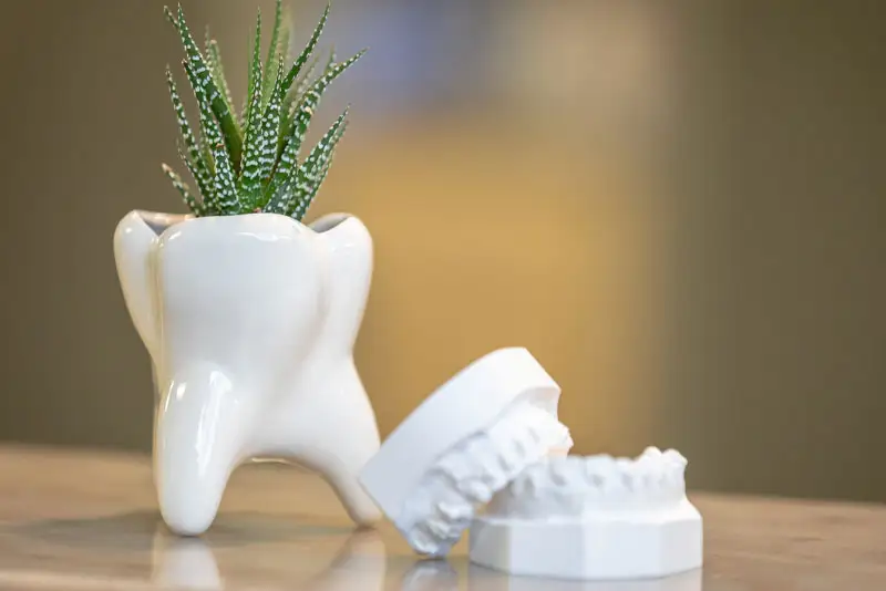 Tooth-shaped planter with succulent and dental model, symbolizing holistic dentistry and biocompatible treatments.